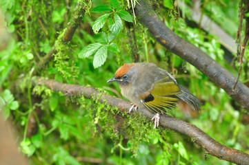 Chestnut-crowned Laughingthrush
