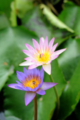 Obraz premium Bees in Lotus Flower