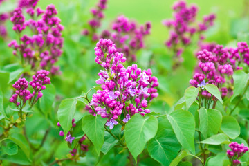blooming lilac branches in springtime