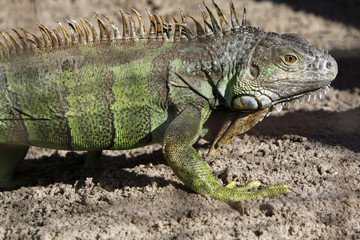 Grüner Leguan