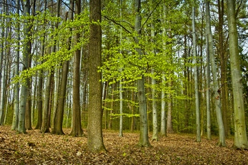 spring forest with beech trees