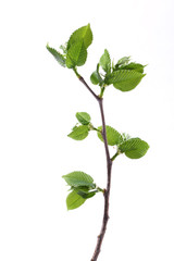 Young branch of lilac isolated on white