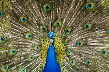 paw2 © Michał Kozera