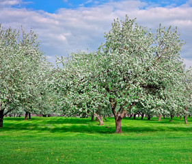 blooming apple trees garden in spring - 31592309