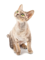 Cat Devon Rex