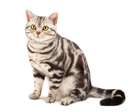 American Shorthair Cat