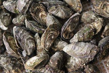 oysters