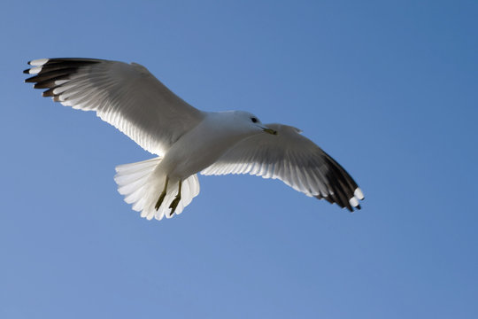 Beautiful seagull in flight