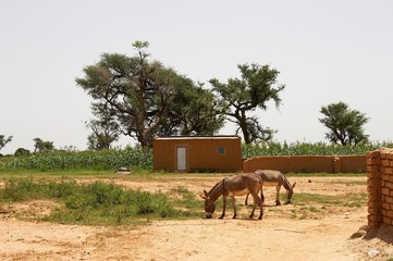 Osły w Mali © fadamson