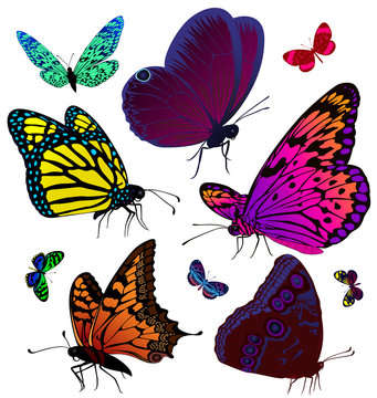 Set of color butterflies of tattoos
