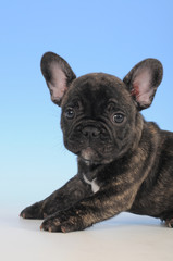 BOULEDOGUE FRANCESE