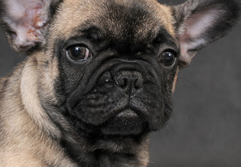 Fototapeta premium BOULEDOGUE FRANCESE