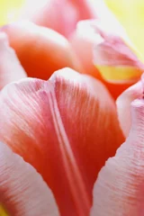Outdoor-Kissen Tulpen © hichako