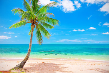 beach and coconut tree
