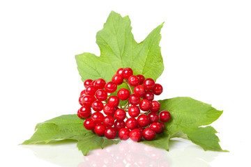 Berries of red Viburnum with leaves isolated on white