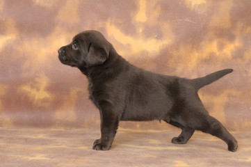 LABRADOR CUCCIOLO 60 GG.