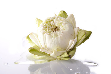 A white lotus and water drop with isolated white background.