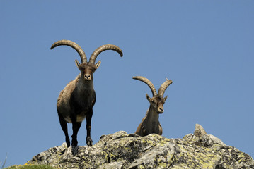 Dos machos monteses en Gredos