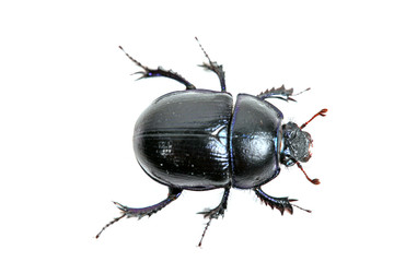 Waldmistkäfer von oben