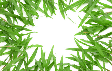 Grass frame with space for text