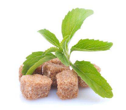 Stevia