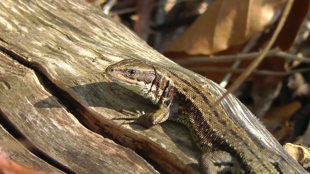 Waldeidechse - Zootoca-vivipara