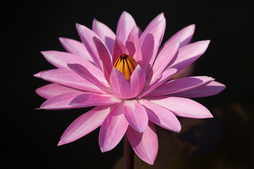Obraz premium Pink water lily
