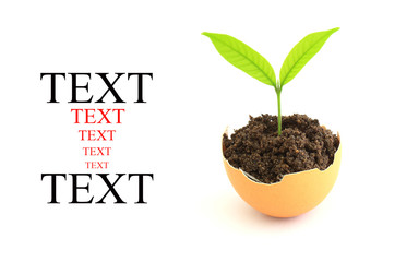growing green plant in egg shell on white background