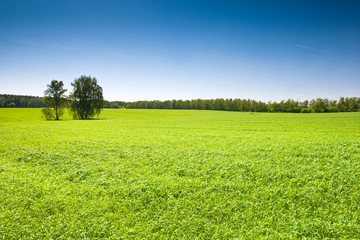 Green grass under blue bright sky