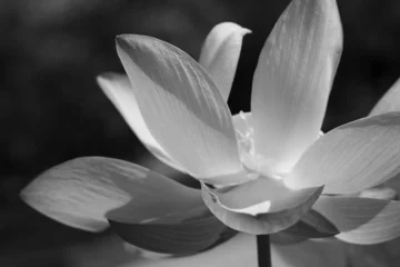 Papier Peint photo autocollant Nénuphars Black & white water lily