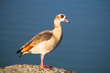 Obraz premium Nilgans