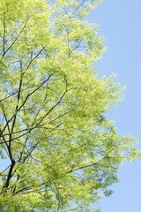 青空と森林