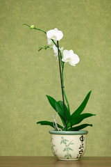 Beautiful white orchid in a pot over green  background