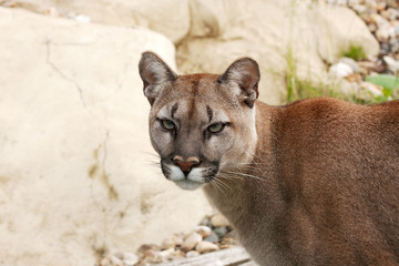 face of a cougar