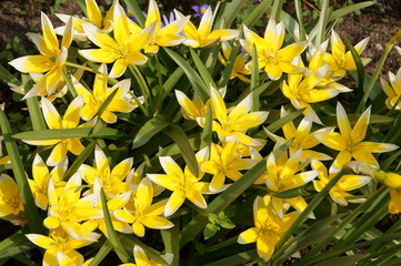 Frühlingsblumen gelb
