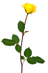 yellow rose
