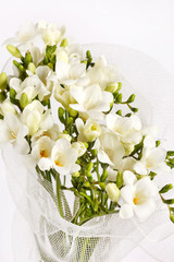 white freesia