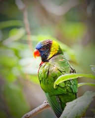 Lorikeet