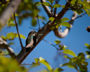Hummingbird