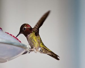 Hummingbird © Jean-Edouard Rozey