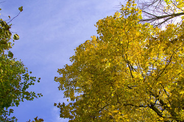 Bäume im Herbst