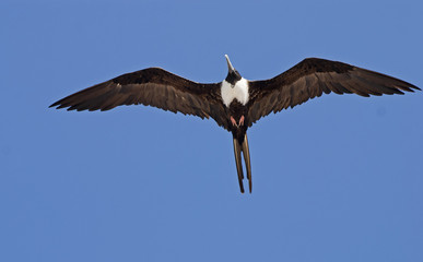 Frigate bird gliding with spread wings