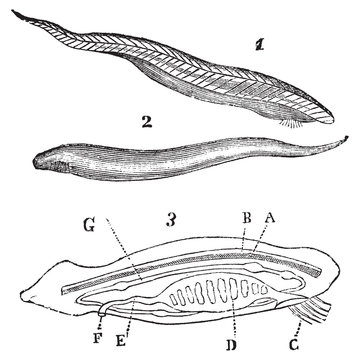 Lancelet ( amphioxus lanceolatus ) top, bottom and inside view v