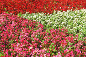 flower field