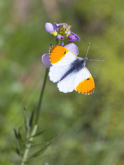 male orange tip butterfly