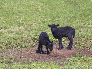 Fototapeta na wymiar two black lambs