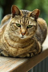 Fototapeta na wymiar Cat with sharp eyesight