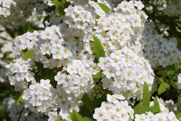 Fleurs blanches du Jardin du Pré-Catelan, Bois de Boulogne à Paris