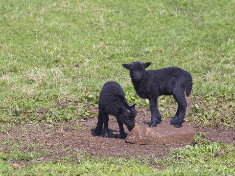 two black lambs
