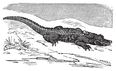Naklejka premium American Alligator engraving, or Alligator Mississippiensis.